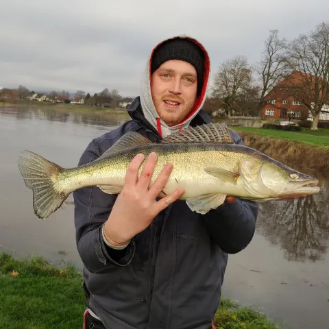 Zander