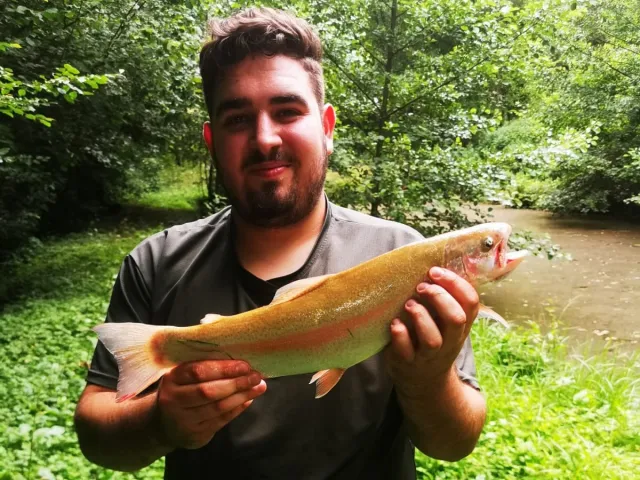 Goldforelle