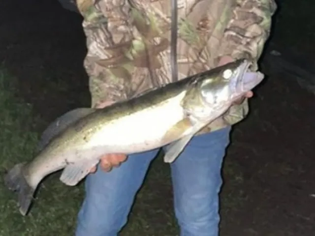Zander