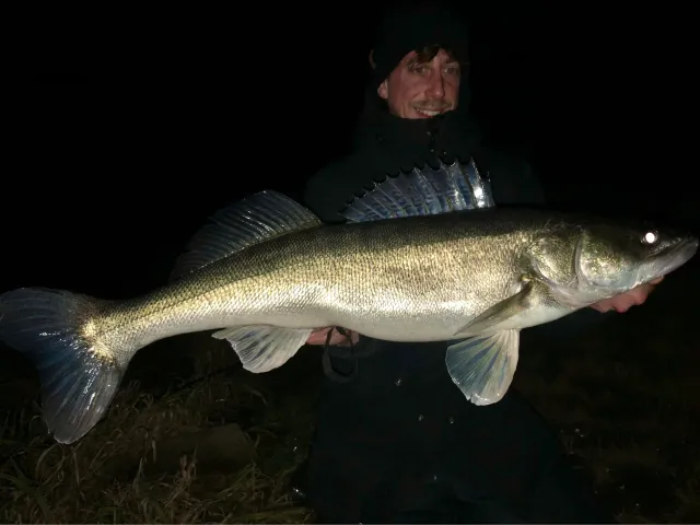 Zander
