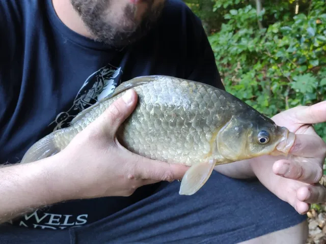 Giebel