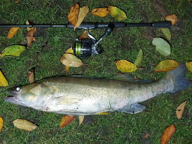 Zander