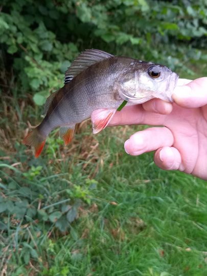 Flussbarsch