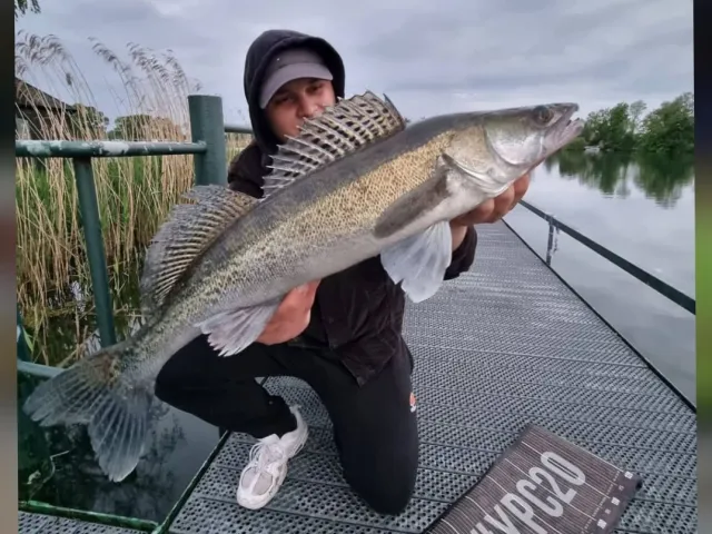 Zander
