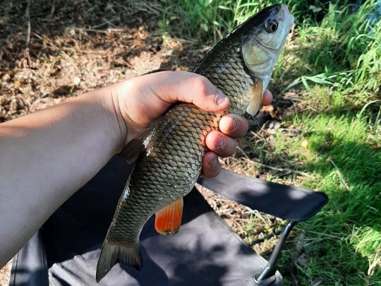 Döbel