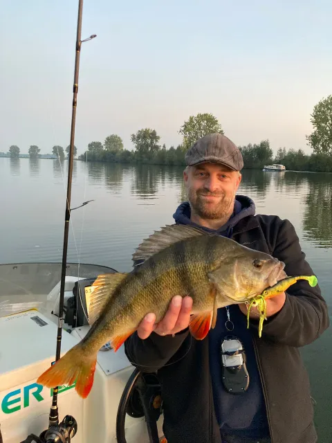 Flussbarsch