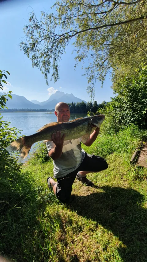Zander