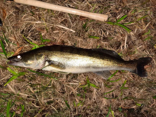 Zander