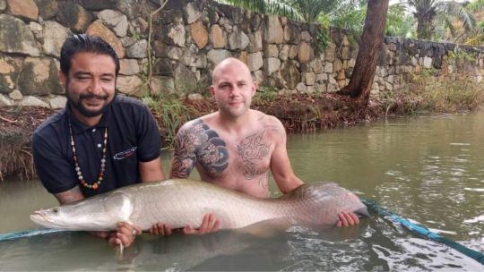 Arapaima