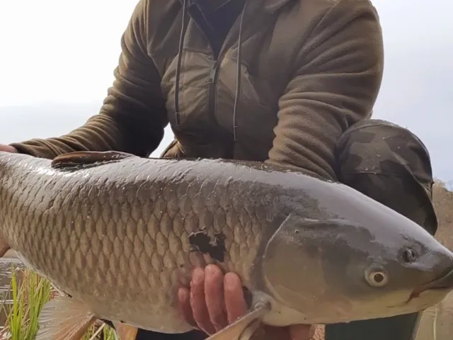 Graskarpfen
