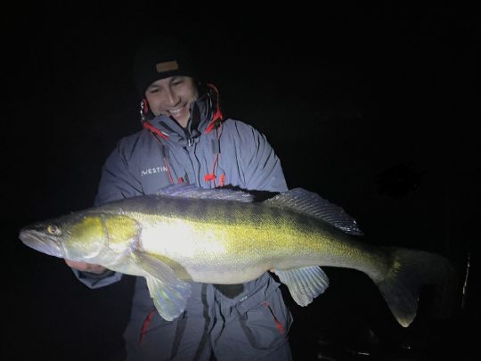 Zander