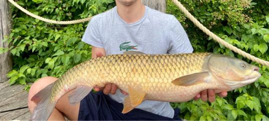 Graskarpfen