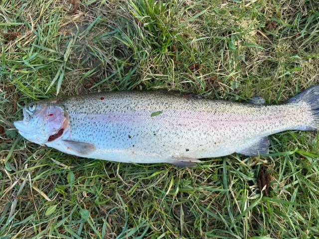 Regenbogenforelle