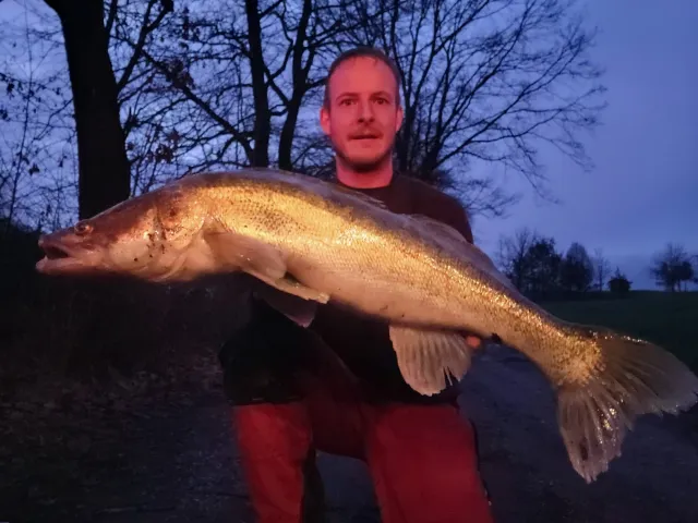 Zander