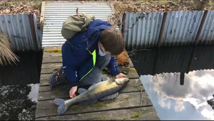 Zander
