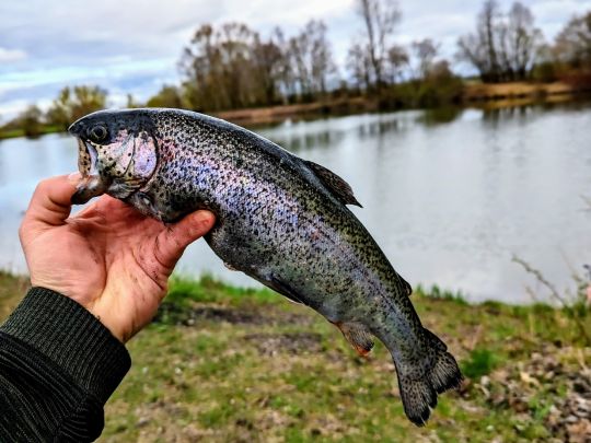 Regenbogenforelle