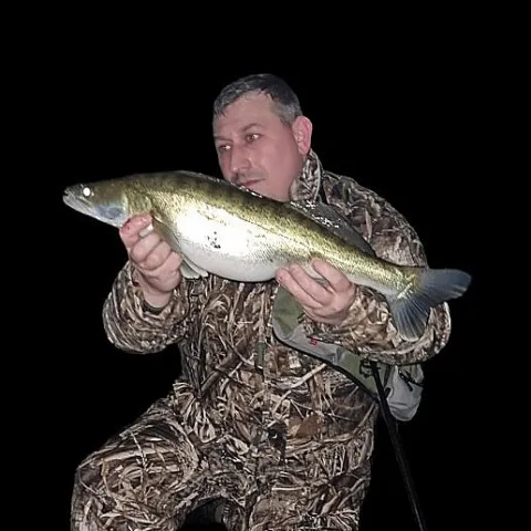 Zander