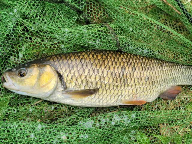 Döbel