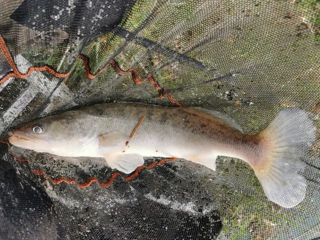 Zander