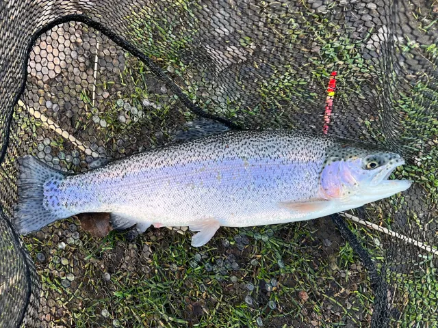 Regenbogenforelle