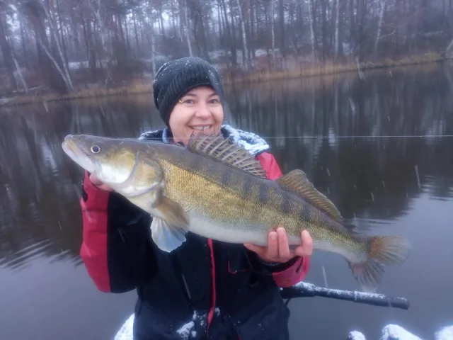 Zander
