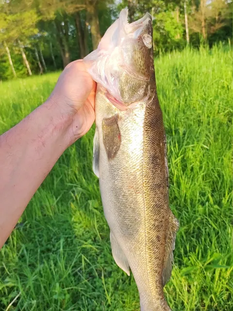 Zander