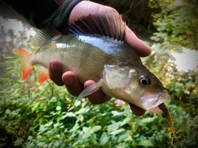 Flussbarsch