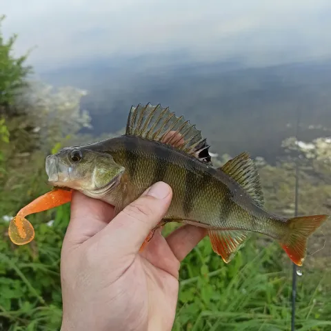 Flussbarsch