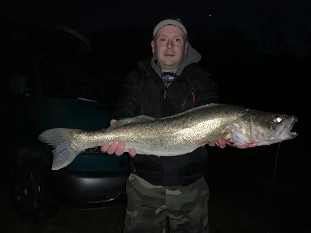 Zander