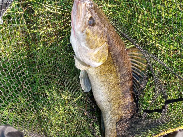 Zander