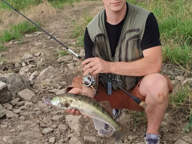 Zander