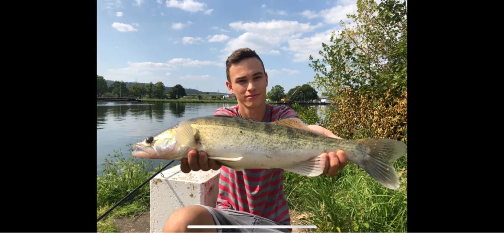Zander