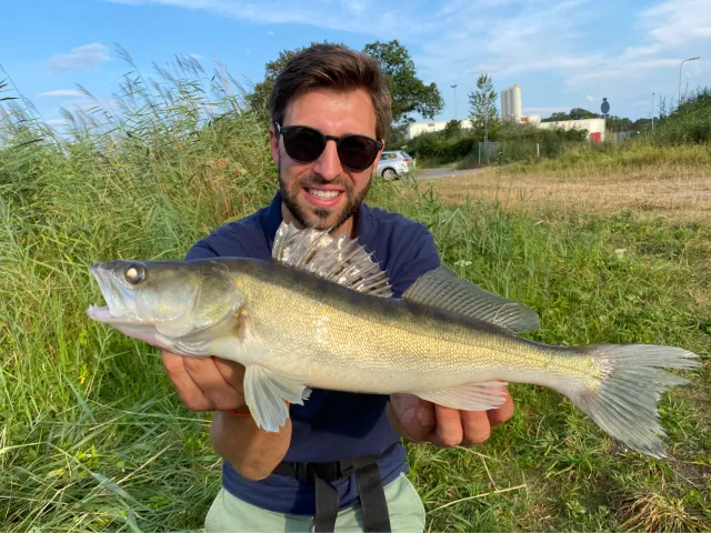 Zander