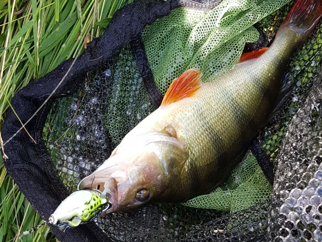 Flussbarsch