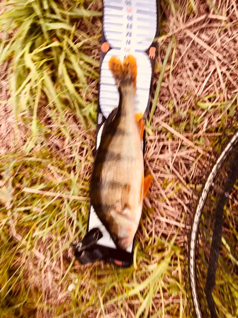 Flussbarsch