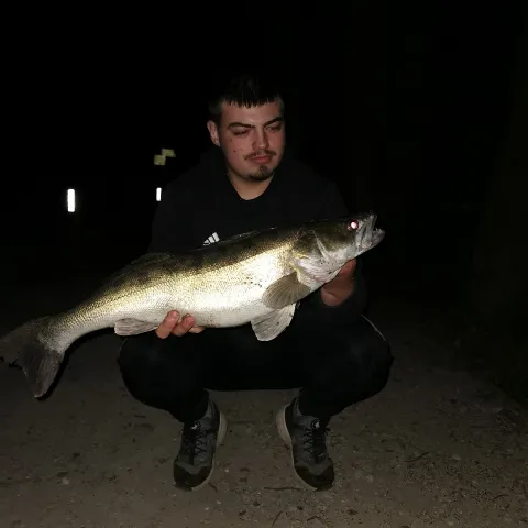 Zander