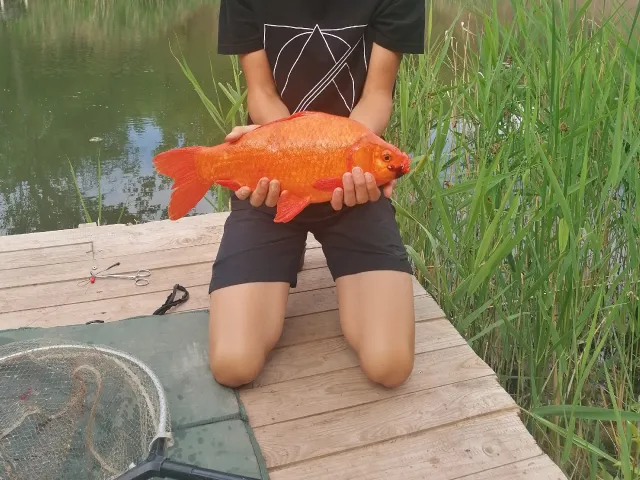 Goldfisch