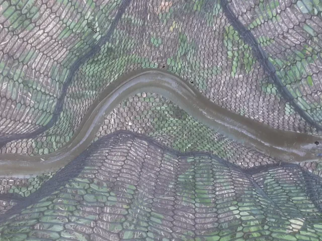 Aal