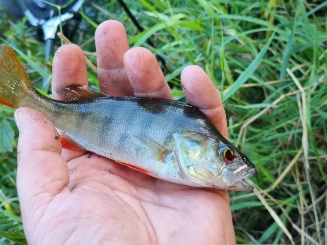 Flussbarsch