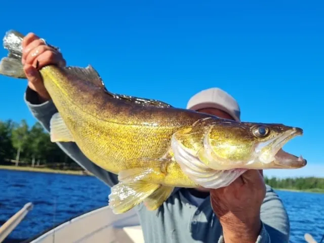 Zander