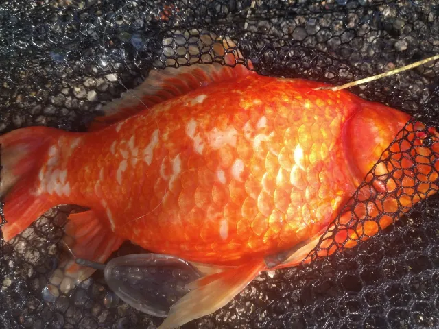 Goldfisch