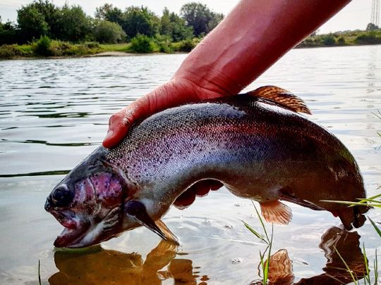 Regenbogenforelle