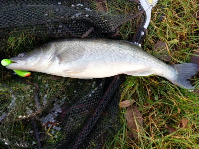 Zander