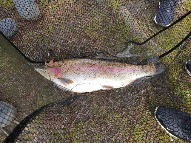 Regenbogenforelle