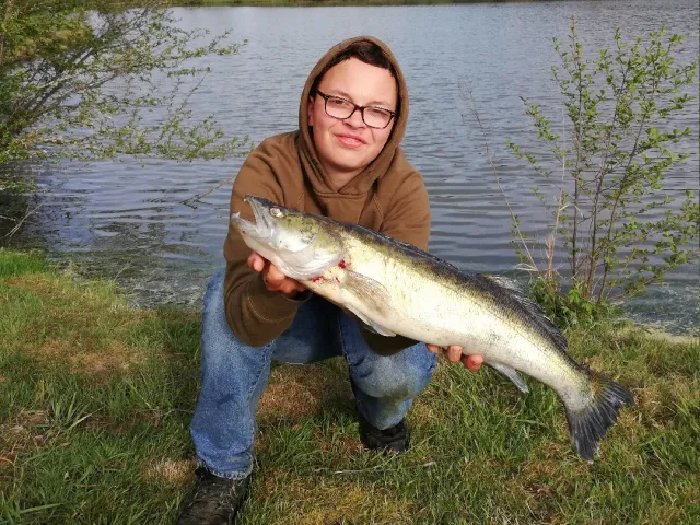 Zander
