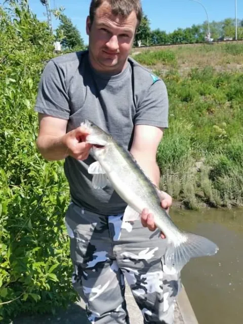 Zander
