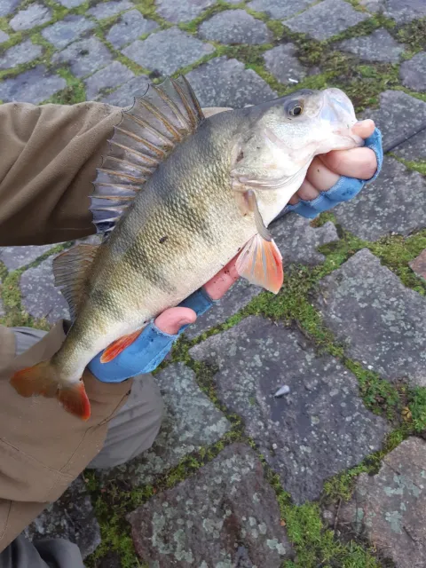 Flussbarsch