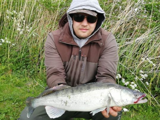 Zander