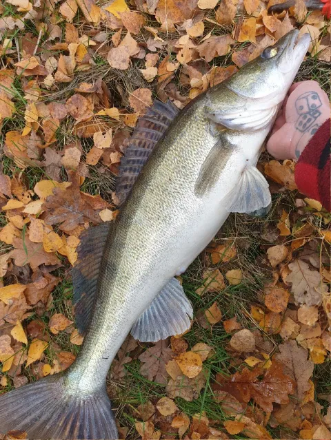 Zander