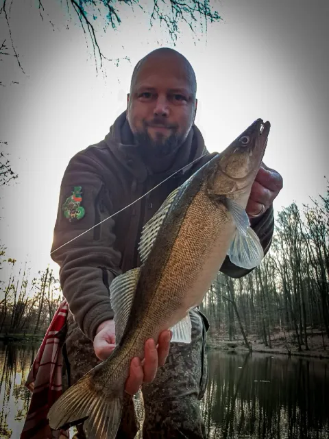 Zander